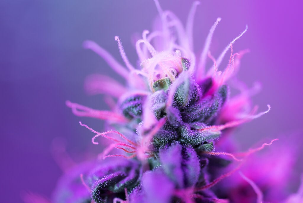 "Something For Everyone" - Exploring the Wellness Potential of the Cannabis Plant
