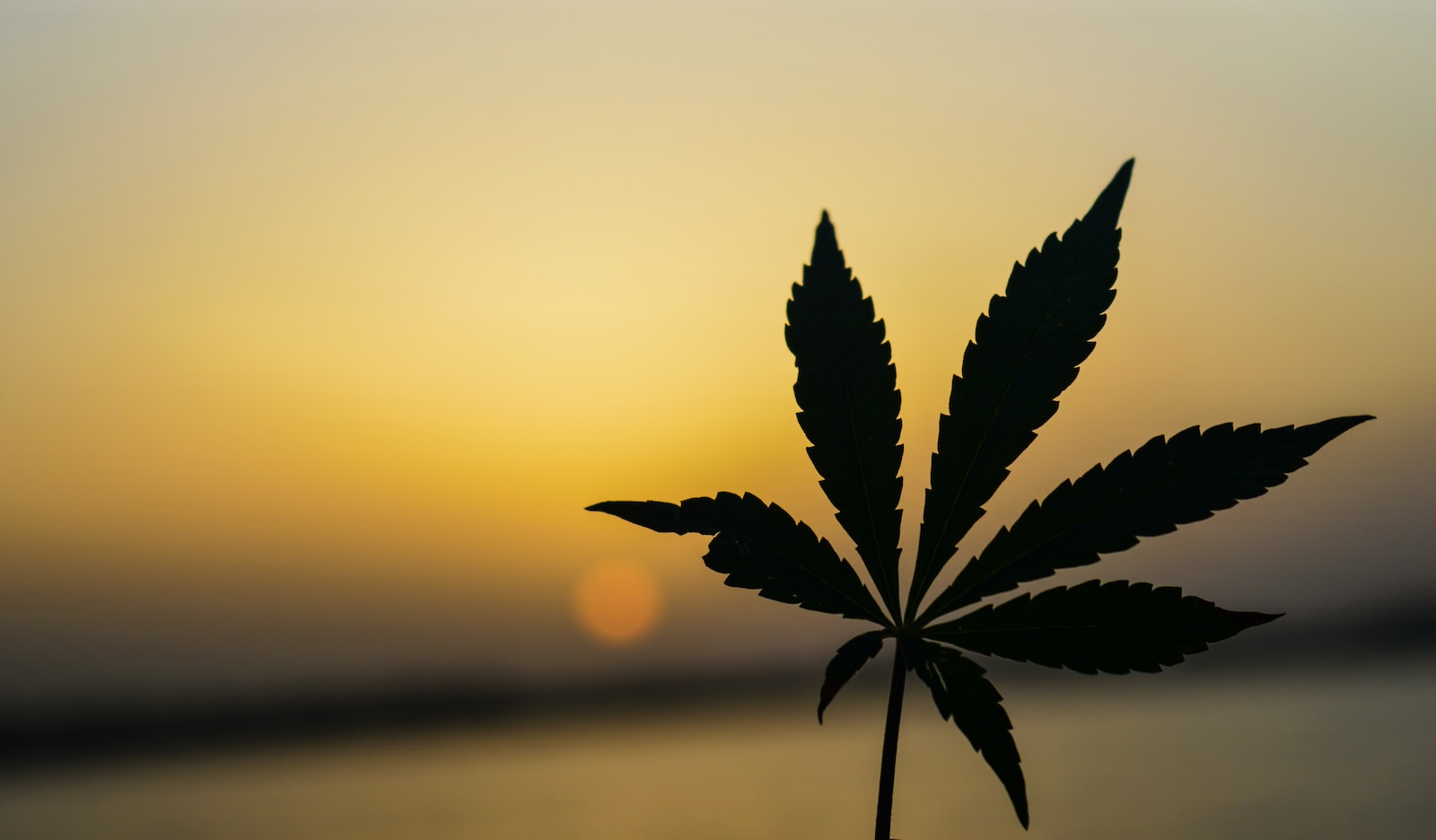 About Our Genuinely-Curated Cannabis Retail Experience