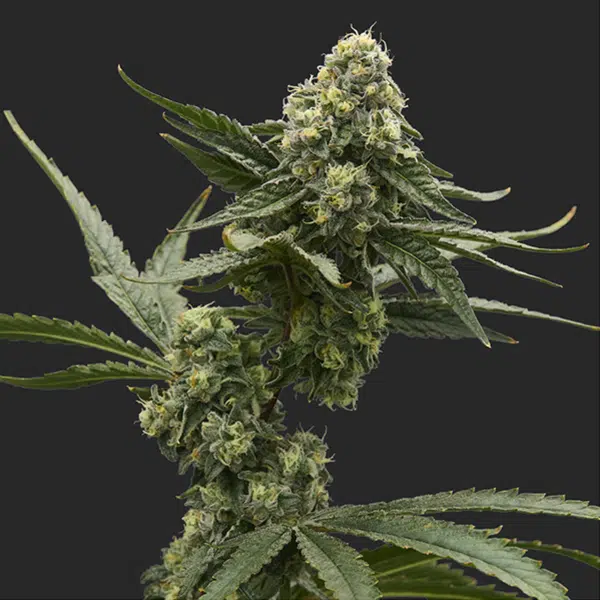 Fade Co. Flower Bud sec.jpg (1)