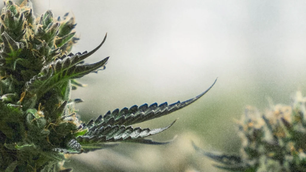 Best weed brands in New Jersey