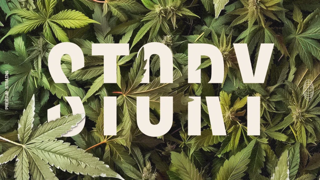Story Cannabis premium strains