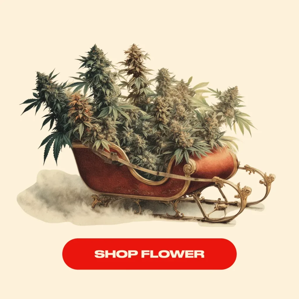 Sleigh filled with cannabis plants