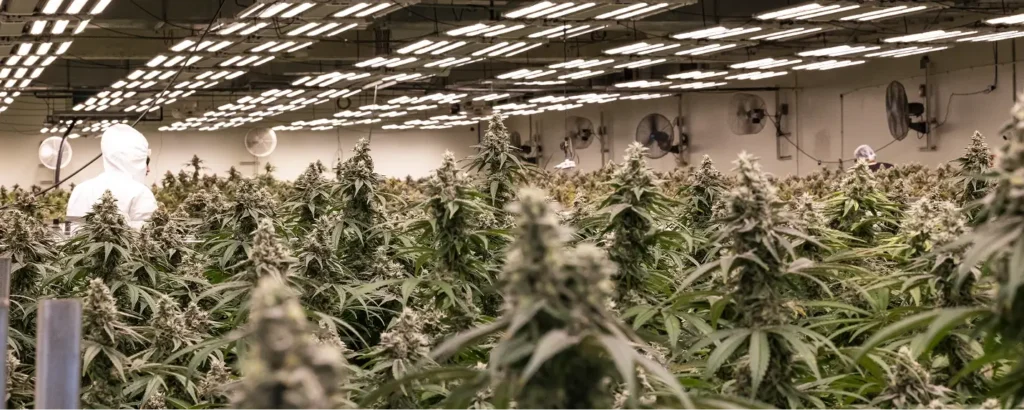 Best High-THC Cannabis Strains in Arizona 6 Jungle Panoramic