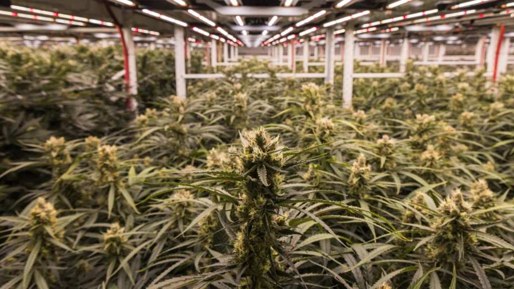 Sativa, Indica, or Hybrid: Does the Label Still Matter? 2 image of a cannabis grow in maryland