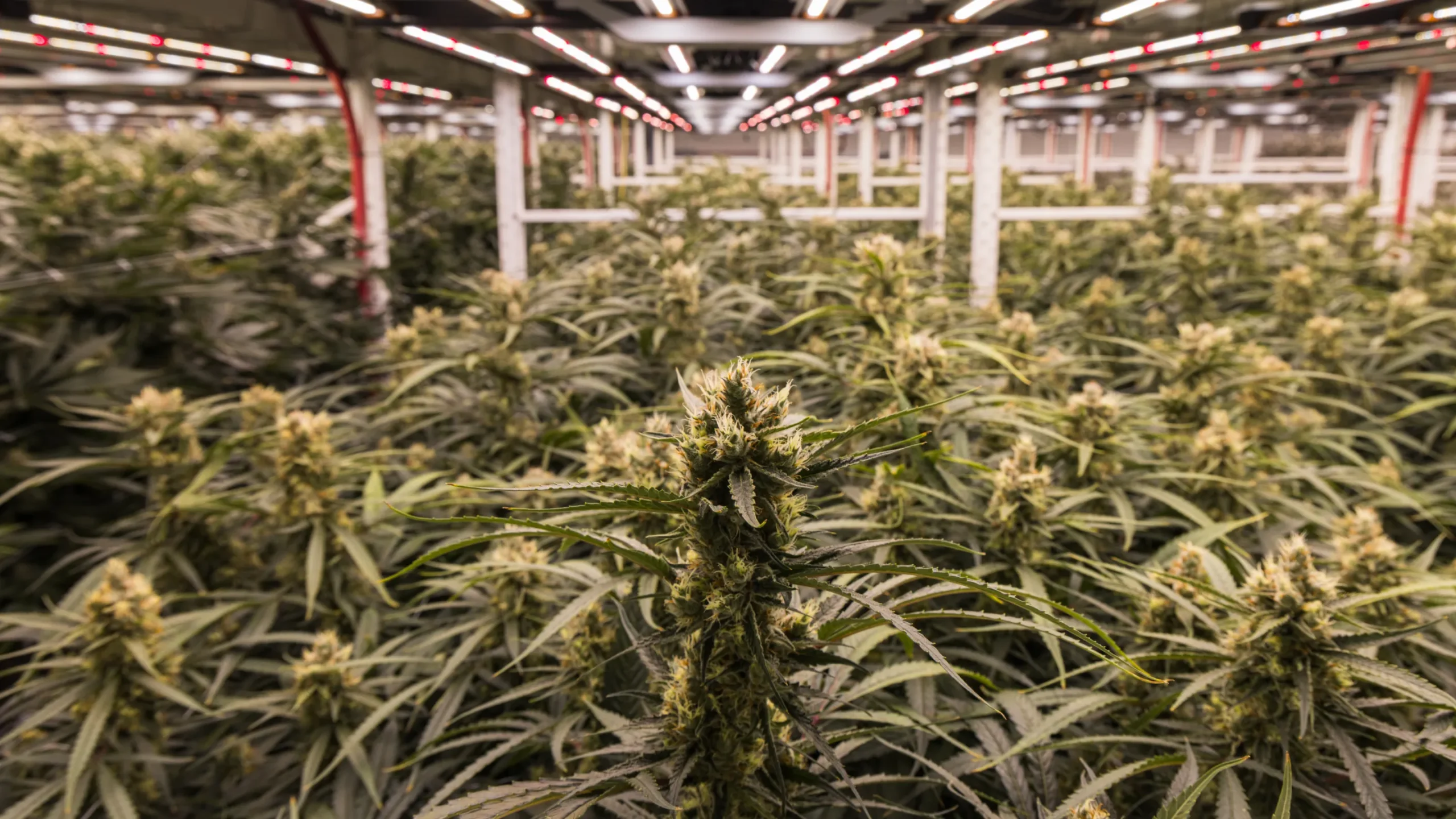 image of a cannabis grow in maryland